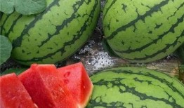 吃瓜 52每日大瓜视频,吃瓜52，揭秘娱乐圈幕后故事