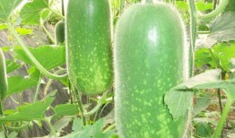 吃瓜 52每日大瓜视频,吃瓜52，揭秘娱乐圈幕后故事